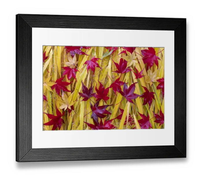 Framed Print : USA, Washington State, Seabeck. Japanese maple leaves fallen on Japanese forest grass Framed Print : USA, Washington State, Seabeck. Japanese maple leaves fallen on Japanese forest grass