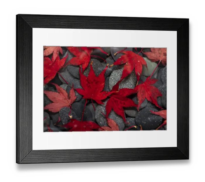 Framed Print : USA, Washington State, Seabeck. Japanese maple leaves on river rocks