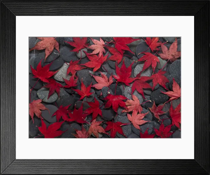 Framed Print : USA, Washington State, Seabeck. Japanese maple leaves on river rocks Framed Print : USA, Washington State, Seabeck. Japanese maple leaves on river rocks