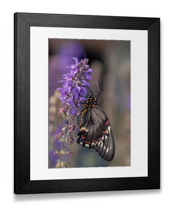 Framed Print : Oregon, Seaside, Butterfly, Polydamas Swallowtail, resting on May Night Sage Framed Print : Oregon, Seaside, Butterfly, Polydamas Swallowtail, resting on May Night Sage