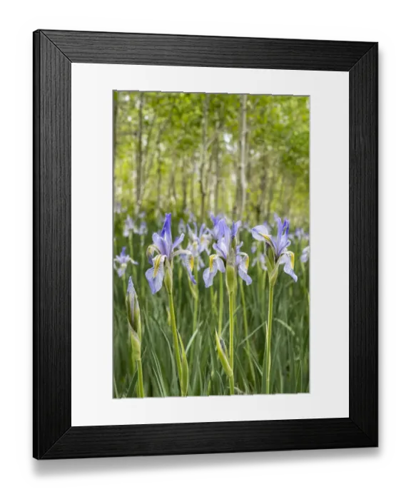 Framed Print : USA, Utah. Wild Iris (Iris missouriensus) in the Manti-La Sal National Forest Framed Print : USA, Utah. Wild Iris (Iris missouriensus) in the Manti-La Sal National Forest