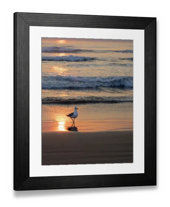 Framed Print : Oregon, Cannon Beach. Seagull walking at shoreline Framed Print : Oregon, Cannon Beach. Seagull walking at shoreline
