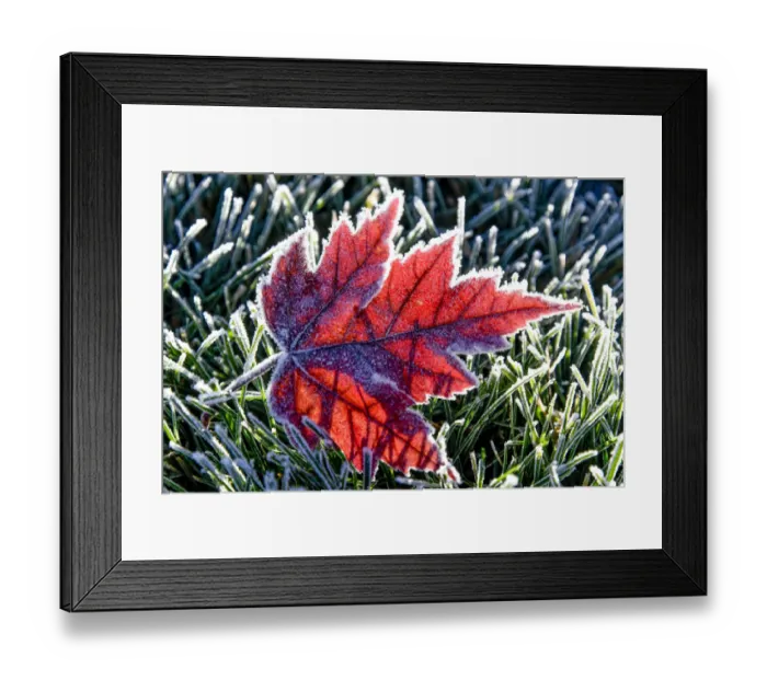 Framed Print : Frosted Flame Maple, Bend, Oregon