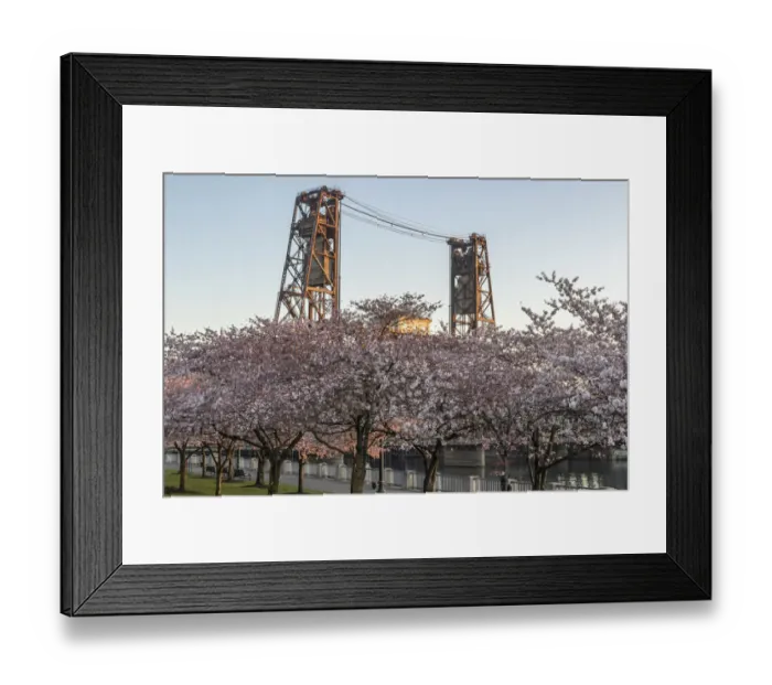Framed Print : Portland, Oregon. Cherry trees in bloom at Tom McCall Waterfront Park on the Willamette Framed Print : Portland, Oregon. Cherry trees in bloom at Tom McCall Waterfront Park on the Willamette