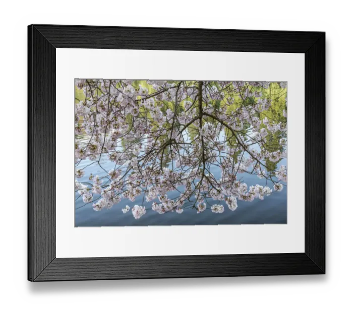 Framed Print : Portland, Oregon. Flowering cherry tree, Crystal Springs Rhododendron Garden Framed Print : Portland, Oregon. Flowering cherry tree, Crystal Springs Rhododendron Garden
