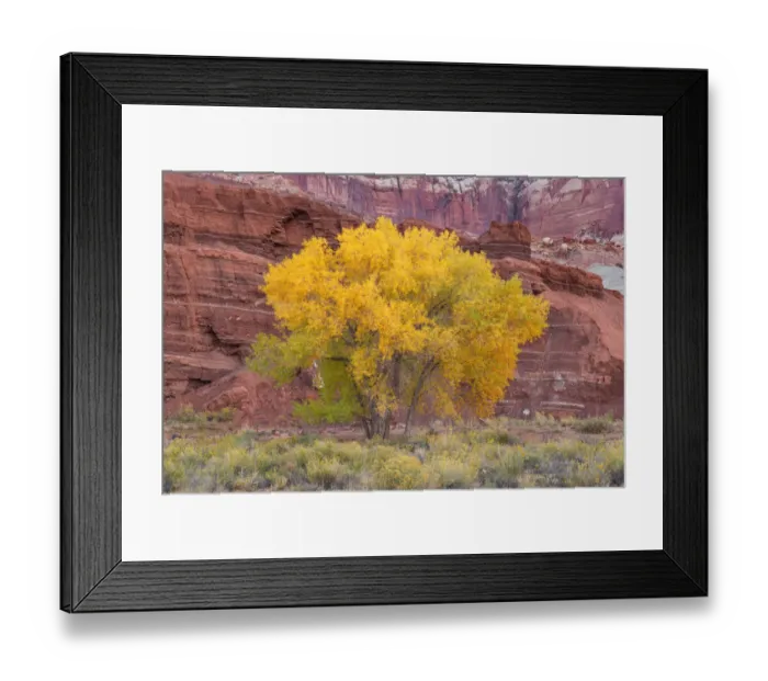 Framed Print : USA, Utah, Capitol Reef National Park, Autumn-colored Fremont cottonwoods growing at base