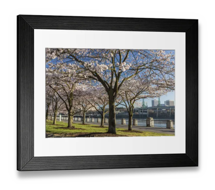 Framed Print : Portland, Oregon. Cherry trees in bloom at Tom McCall Waterfront Park on the Willamette Framed Print : Portland, Oregon. Cherry trees in bloom at Tom McCall Waterfront Park on the Willamette