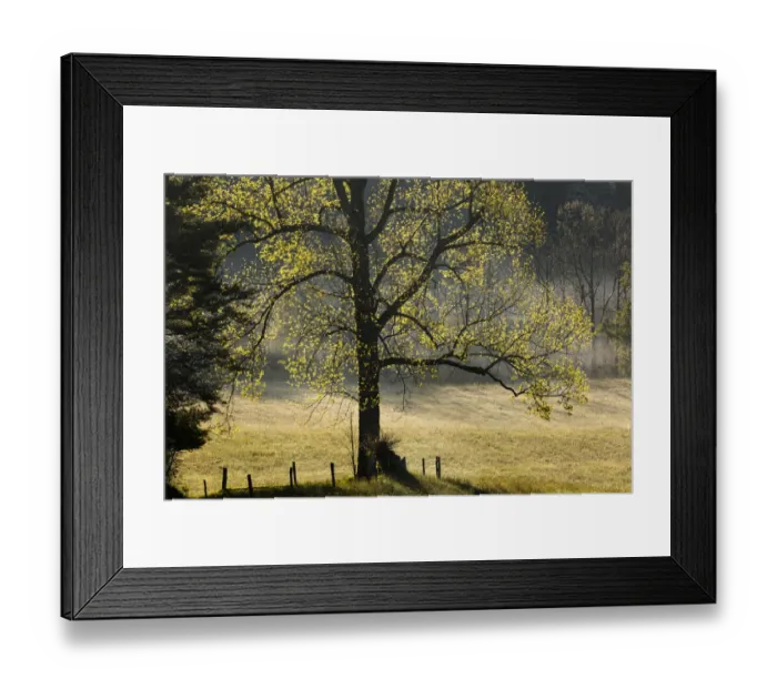 Framed Print : Tree backlit at sunrise, Cades Cove, Cades Cove, Smoky Mountains National Park, Tennessee Framed Print : Tree backlit at sunrise, Cades Cove, Cades Cove, Smoky Mountains National Park, Tennessee