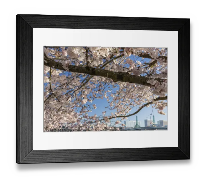 Framed Print : Portland, Oregon. Cherry tree in bloom at Tom McCall Waterfront Park in downtown Framed Print : Portland, Oregon. Cherry tree in bloom at Tom McCall Waterfront Park in downtown