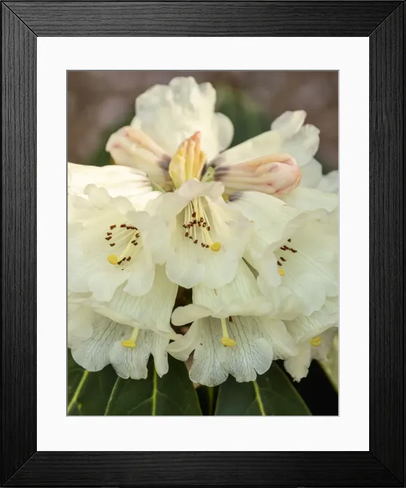 Framed Print : Portland, Oregon. Rhododendron in bloom at Crystal Springs Rhododendron Garden