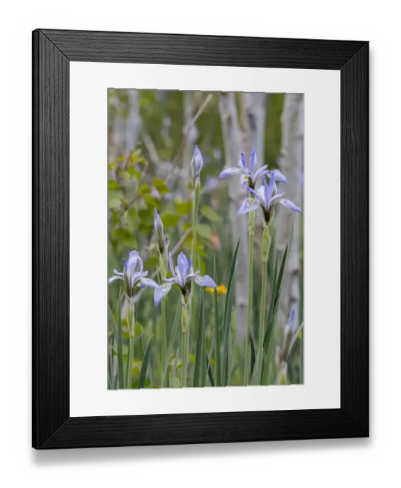 Framed Print : USA, Utah. Wild Iris (Iris missouriensus) in the Manti-La Sal National Forest Framed Print : USA, Utah. Wild Iris (Iris missouriensus) in the Manti-La Sal National Forest