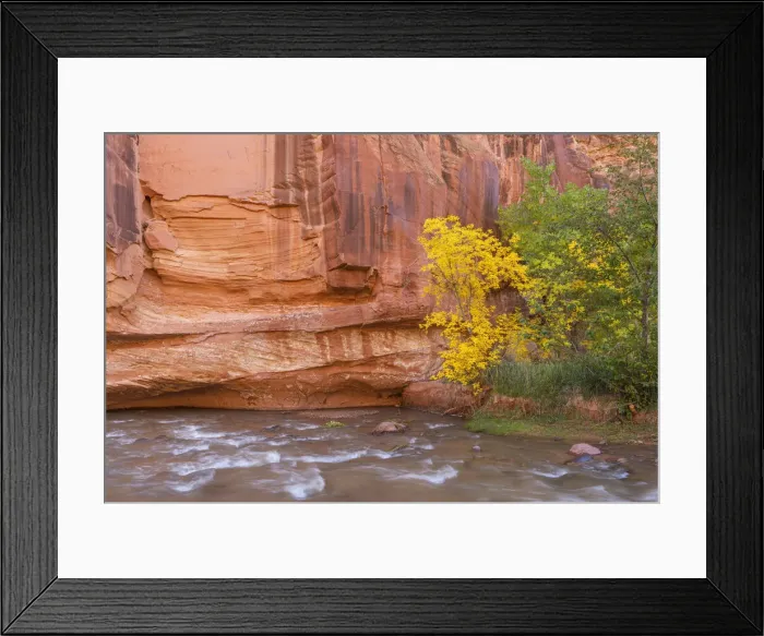 Framed Print : USA, Utah, Capitol Reef National Park, Autumn colored box elder grows alongside sandstone