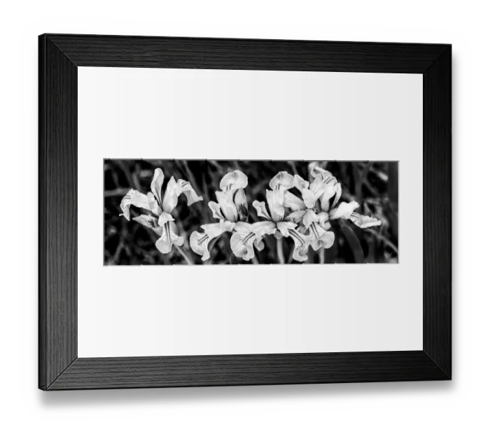 Framed Print : USA, Utah. Wild Iris (Iris missouriensus) in the Manti-La Sal National Forest Framed Print : USA, Utah. Wild Iris (Iris missouriensus) in the Manti-La Sal National Forest