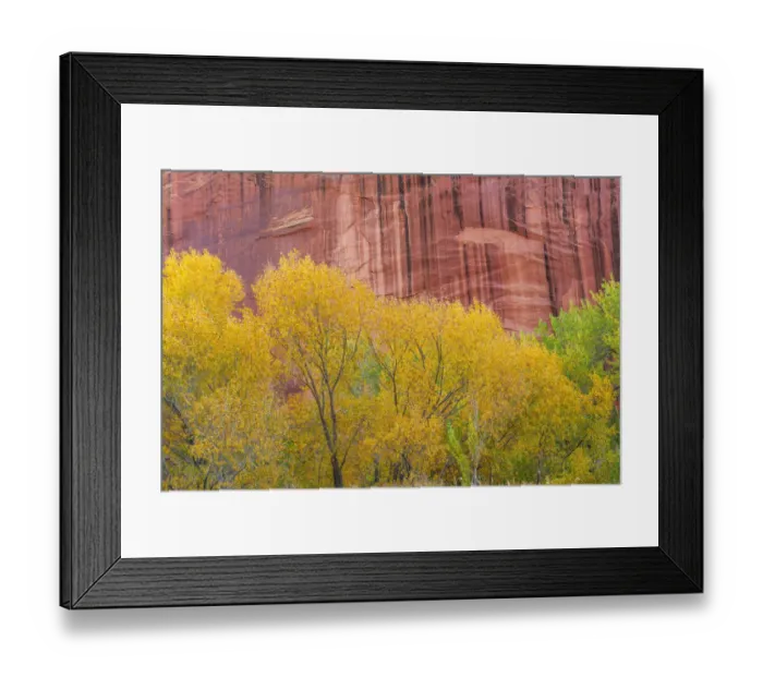 Framed Print : USA, Utah, Capitol Reef National Park, Autumn colored Fremont cottonwoods grow alongside Framed Print : USA, Utah, Capitol Reef National Park, Autumn colored Fremont cottonwoods grow alongside