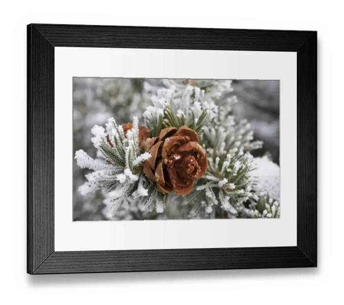 Framed Print : USA, Utah. Hoar frost covered pinyon pine, detail, Island in the Sky Framed Print : USA, Utah. Hoar frost covered pinyon pine, detail, Island in the Sky