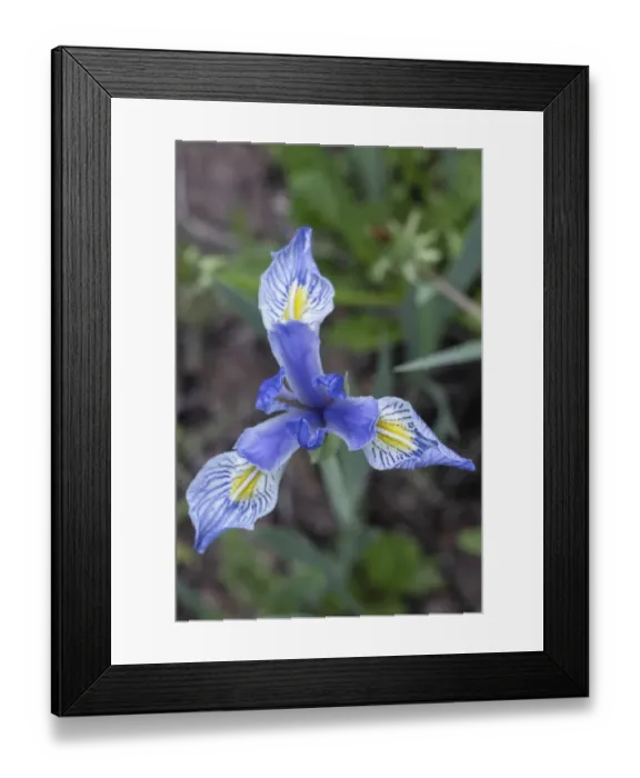 Framed Print : USA, Utah. Wild Iris (Iris missouriensus) in the Manti-La Sal National Forest Framed Print : USA, Utah. Wild Iris (Iris missouriensus) in the Manti-La Sal National Forest