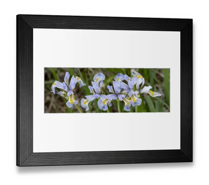Framed Print : USA, Utah. Wild Iris (Iris missouriensus) in the Manti-La Sal National Forest Framed Print : USA, Utah. Wild Iris (Iris missouriensus) in the Manti-La Sal National Forest