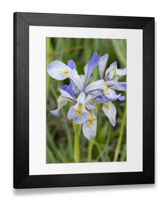 Framed Print : USA, Utah. Wild Iris (Iris missouriensus) in the Manti-La Sal National Forest Framed Print : USA, Utah. Wild Iris (Iris missouriensus) in the Manti-La Sal National Forest