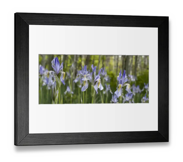 Framed Print : USA, Utah. Wild Iris (Iris missouriensus) in the Manti-La Sal National Forest Framed Print : USA, Utah. Wild Iris (Iris missouriensus) in the Manti-La Sal National Forest