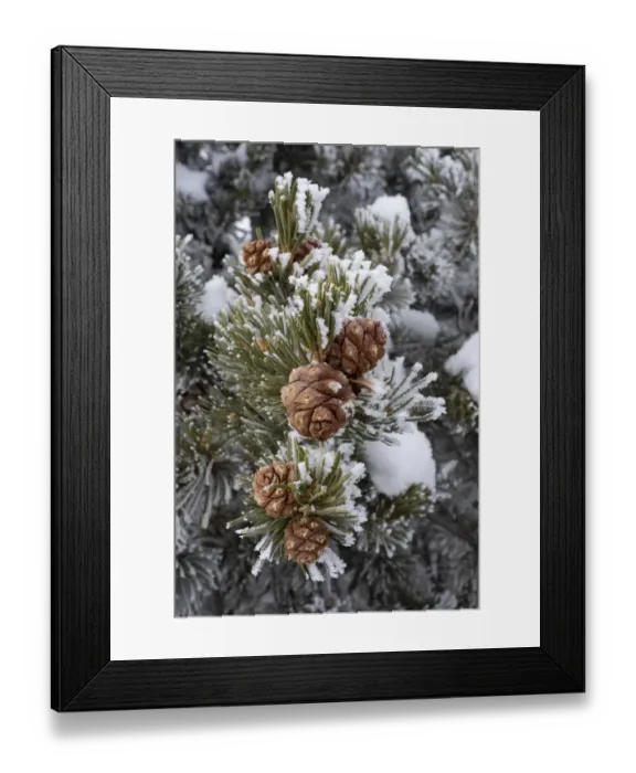 Framed Print : USA, Utah. Hoar frost covered pinyon pine, detail, Island in the Sky Framed Print : USA, Utah. Hoar frost covered pinyon pine, detail, Island in the Sky