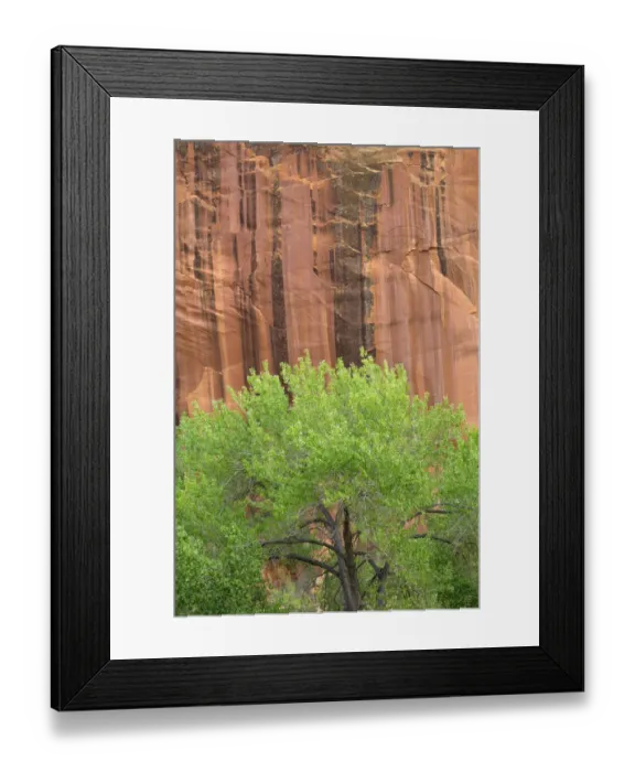 Framed Print : USA, Utah, Capitol Reef National Park, Fremont cottonwood grows alongside sandstone walls Framed Print : USA, Utah, Capitol Reef National Park, Fremont cottonwood grows alongside sandstone walls