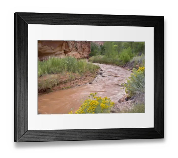 Framed Print : USA, Utah, Capitol Reef National Park, Rabbitbrush blooms above curve in the muddy