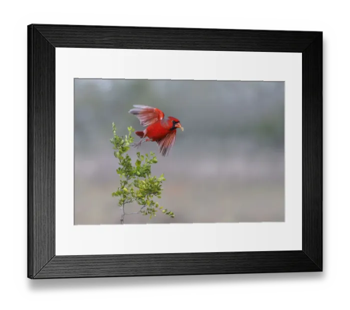Framed Print : Male northern cardinal in flight, Rio Grand Valley, Texas Framed Print : Male northern cardinal in flight, Rio Grand Valley, Texas