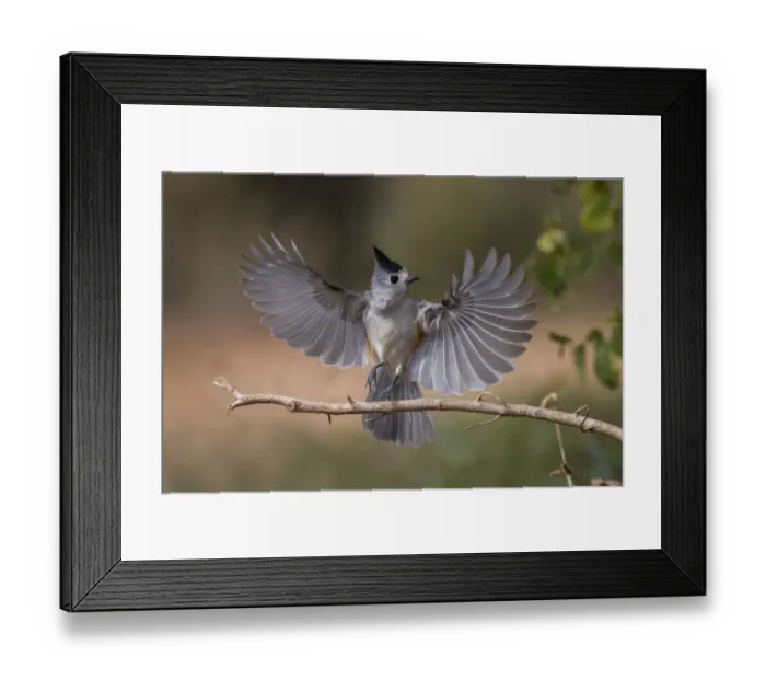 Framed Print : Black-crested titmouse in flight wings spread landing, Rio Grande Valley, Texas Framed Print : Black-crested titmouse in flight wings spread landing, Rio Grande Valley, Texas