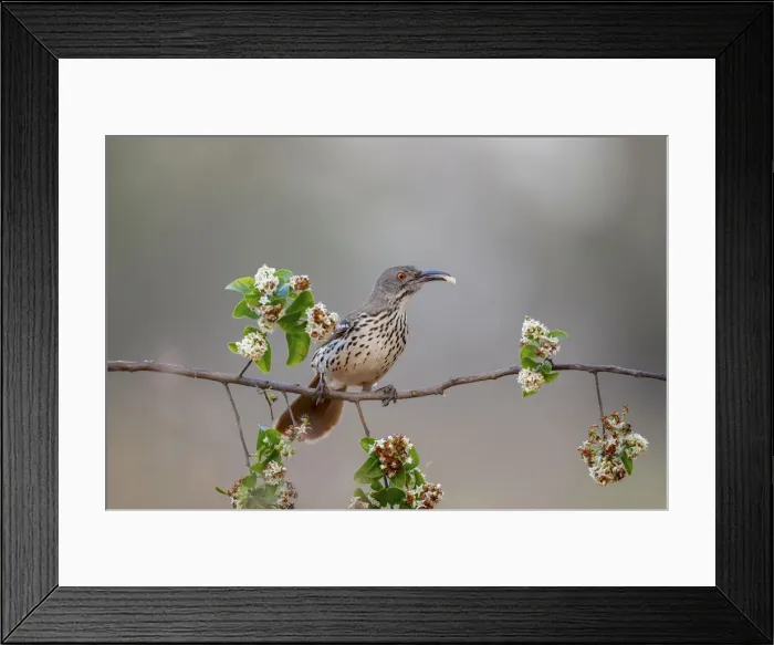 Framed Print : Long billed thrasher, Rio Grande Valley, Texas