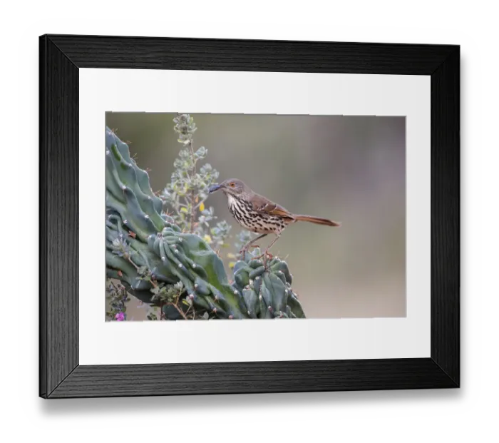Framed Print : Long billed thrasher, Rio Grande Valley, Texas Framed Print : Long billed thrasher, Rio Grande Valley, Texas