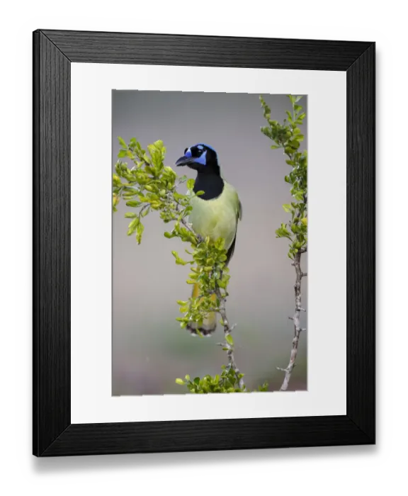 Framed Print : Green Jay, Rio Grande Valley, Texas Framed Print : Green Jay, Rio Grande Valley, Texas