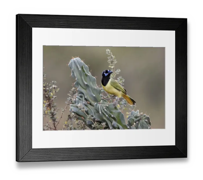 Framed Print : Green Jay, Rio Grande Valley, Texas Framed Print : Green Jay, Rio Grande Valley, Texas