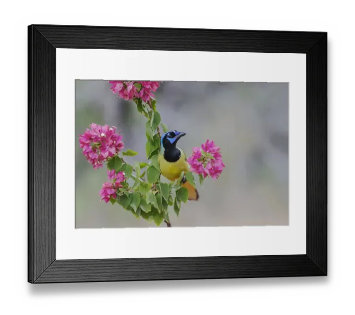 Framed Print : Green Jay, Rio Grande Valley, Texas