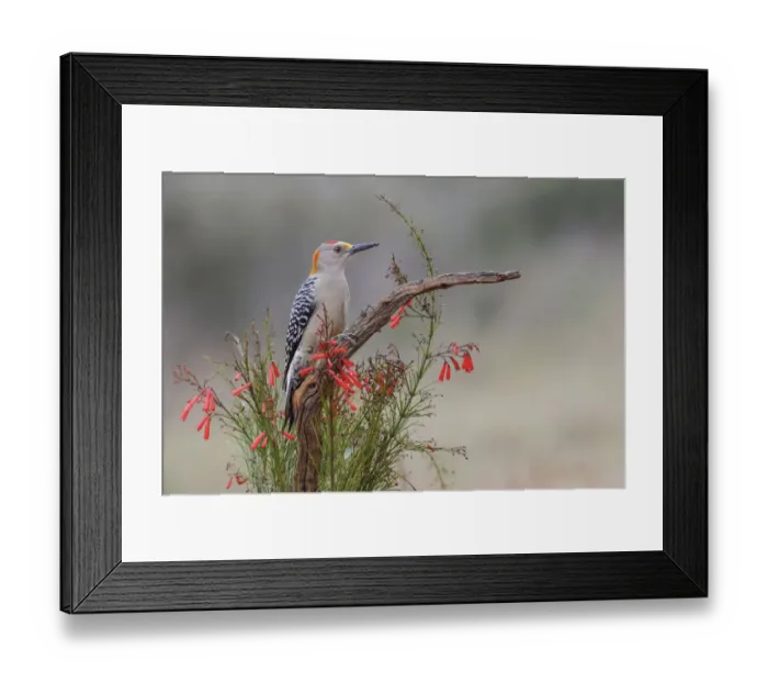 Framed Print : Golden fronted woodpecker, Rio Grande Valley, Texas Framed Print : Golden fronted woodpecker, Rio Grande Valley, Texas