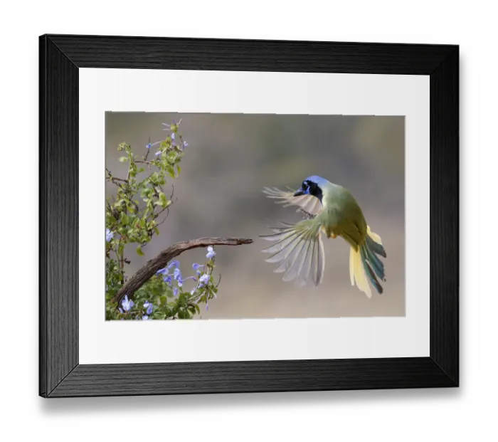 Framed Print : Green Jay bathing in flight, Rio Grande Valley, Texas