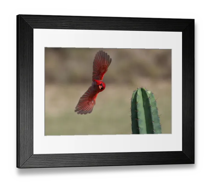 Framed Print : Male northern cardinal in flight, Rio Grand Valley, Texas Framed Print : Male northern cardinal in flight, Rio Grand Valley, Texas