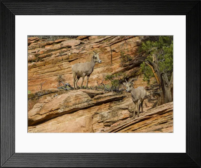 Framed Print : USA, Utah, Desert Bighorn sheep on the sandstone cliffs of Zion National Park Framed Print : USA, Utah, Desert Bighorn sheep on the sandstone cliffs of Zion National Park