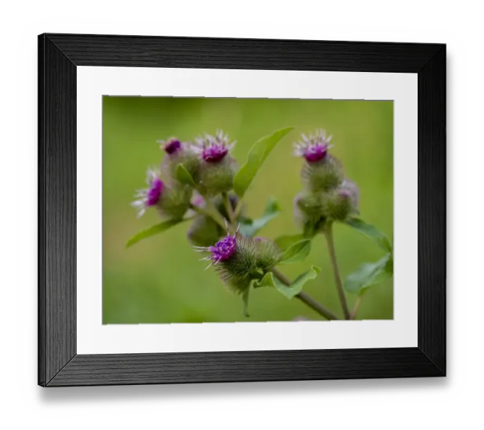 Framed Print : Thistle, Lebanon Hills Park, Central Minnesota Framed Print : Thistle, Lebanon Hills Park, Central Minnesota