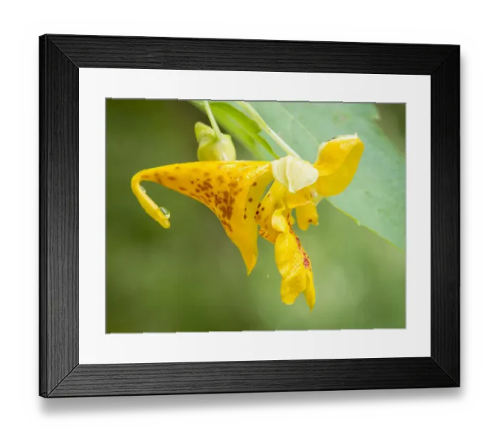 Framed Print : Jewelweed, Lebanon Hills Park, Central Minnesota