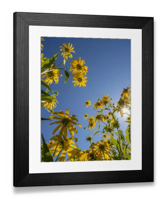 Framed Print : Diamond Grove Prairie Conservation Area, Diamond, Missouri Framed Print : Diamond Grove Prairie Conservation Area, Diamond, Missouri