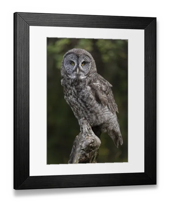 Framed Print : Great grey owl, Montana Framed Print : Great grey owl, Montana