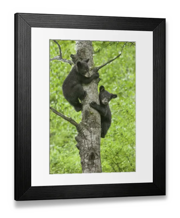 Framed Print : USA, Minnesota. Black bear cubs climbing tree Framed Print : USA, Minnesota. Black bear cubs climbing tree