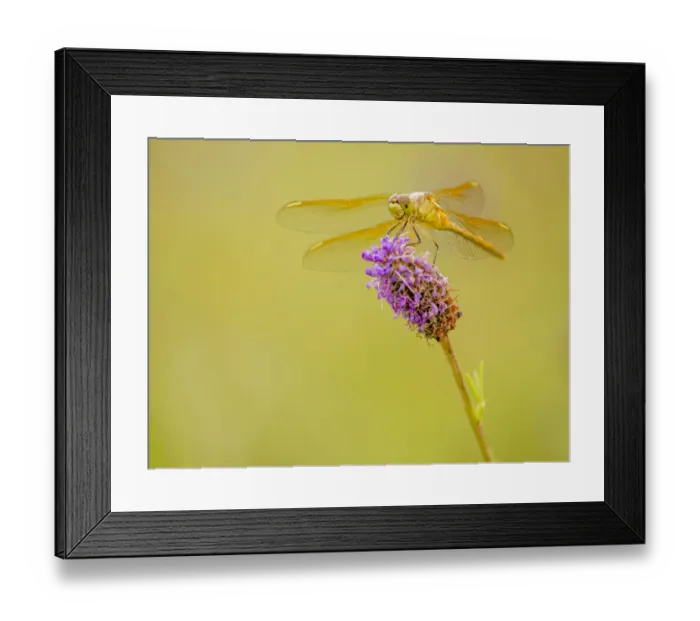 Framed Print : Darter dragonfly on prairie clover in prairie, Murphy-Hanrahan Regional Park Framed Print : Darter dragonfly on prairie clover in prairie, Murphy-Hanrahan Regional Park