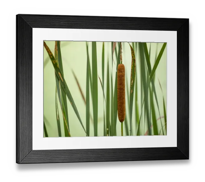 Framed Print : Cattail, Lebanon Hills Park, Central Minnesota