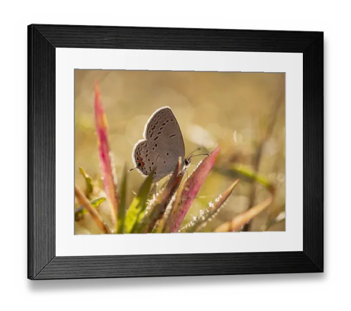 Framed Print : Hairstreak butterfly and dew. Wildcat Glade, Joplin, Missouri Framed Print : Hairstreak butterfly and dew. Wildcat Glade, Joplin, Missouri