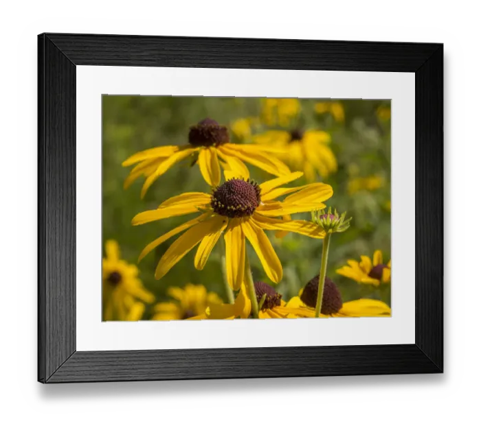 Framed Print : Diamond Grove Prairie Conservation Area, Diamond, Missouri Framed Print : Diamond Grove Prairie Conservation Area, Diamond, Missouri