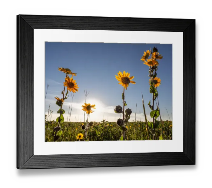 Framed Print : Ashy sunflower, just before sunset, prairie, Tzi-Sho Natural Area, Prairie State Park Framed Print : Ashy sunflower, just before sunset, prairie, Tzi-Sho Natural Area, Prairie State Park