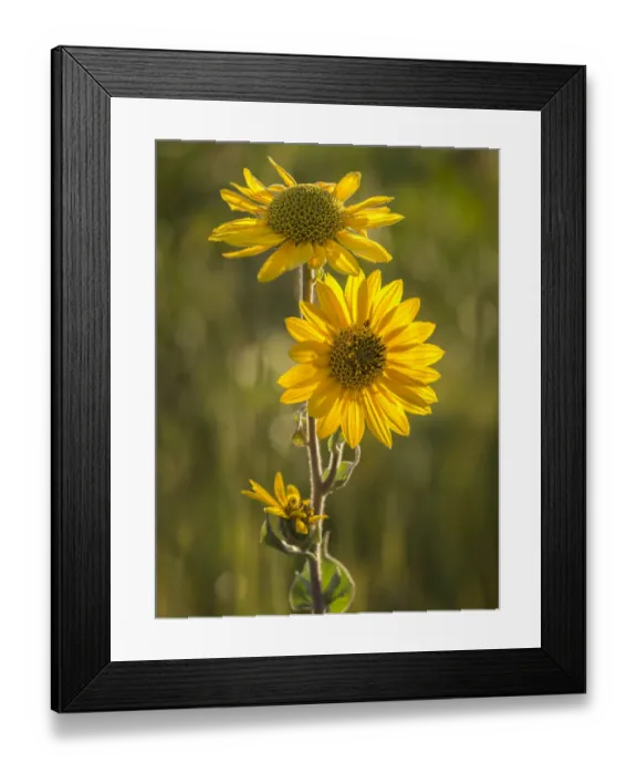 Framed Print : Ashy sunflower, just before sunset, prairie, Tzi-Sho Natural Area, Prairie State Park