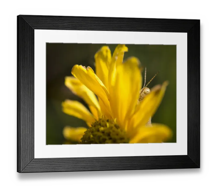 Framed Print : Grasshopper behind sunflower, Pawhuska Prairie, Lamar, Missouri Framed Print : Grasshopper behind sunflower, Pawhuska Prairie, Lamar, Missouri