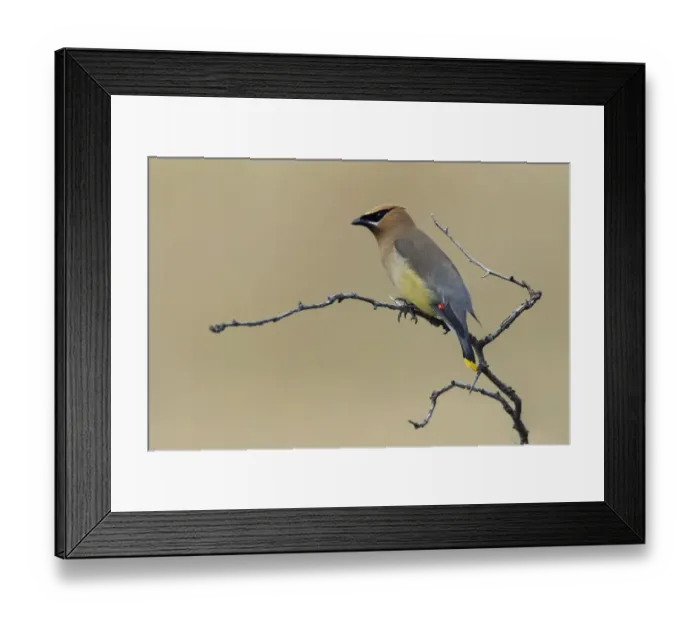 Framed Print : Bombycilla cedrorum, Cedar waxwing, Glacier National Park, Montana Framed Print : Bombycilla cedrorum, Cedar waxwing, Glacier National Park, Montana